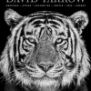 David Yarrow Photography - Americas, Africa, Antarctica, Arctic, Asia, Europe