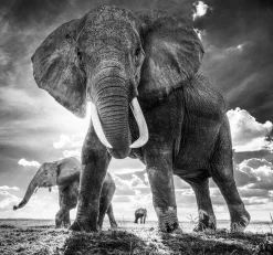 David Yarrow Photography - Americas, Africa, Antarctica, Arctic, Asia, Europe