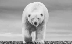 David Yarrow Photography - Americas, Africa, Antarctica, Arctic, Asia, Europe